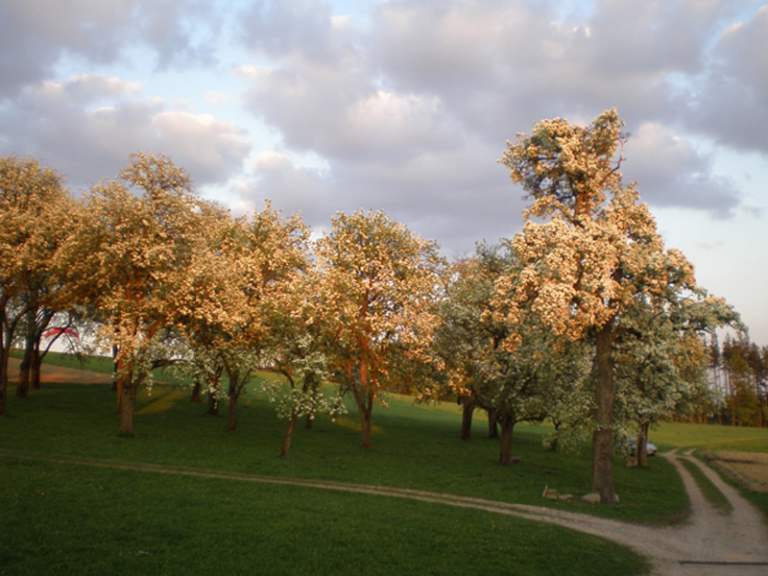 Ostbäume für Most rund um den Bucherhof